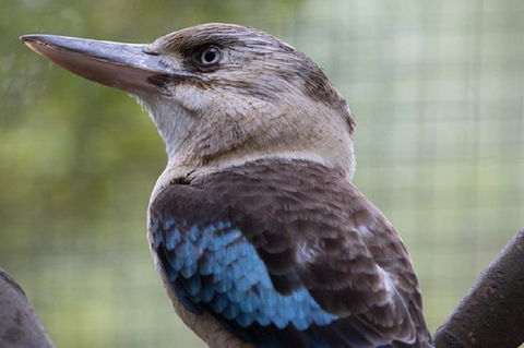 Australian Wildlife Tour At Melbourne Zoo Ticket - Hotel VIC 4