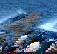 Tangalooma Island Resort Whale Watching Day Cruise - Hotel VIC