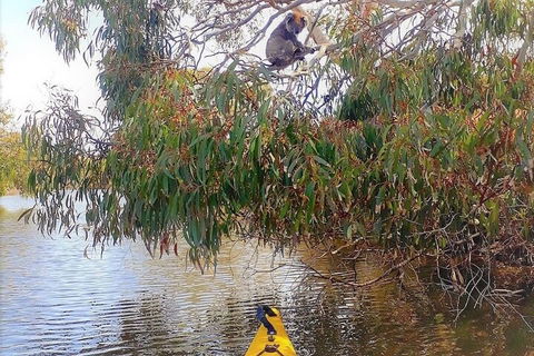 Kangaroo Island Self-Guided Kayaking On The Harriet River - Hotel VIC 4