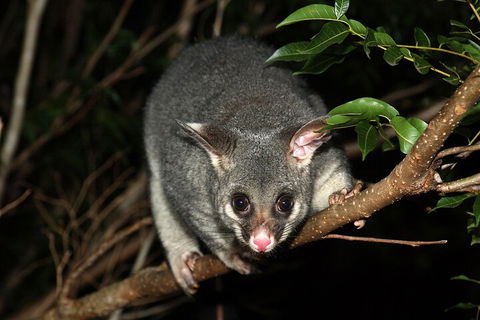 Small-Group Kangaroo Island 4WD Night Tour - Hotel VIC 5