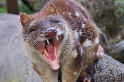 After Dark Tasmanian Devil Feeding Tour At Cradle Mountain - Hotel VIC 0