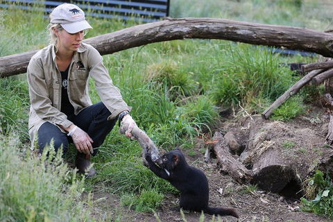 After Dark Tasmanian Devil Feeding Tour At Cradle Mountain - Hotel VIC 1