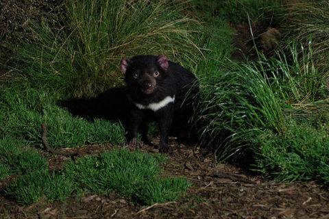 After Dark Tasmanian Devil Feeding Tour At Cradle Mountain - Hotel VIC 4