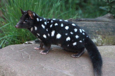 After Dark Tasmanian Devil Feeding Tour At Cradle Mountain - Hotel VIC 5