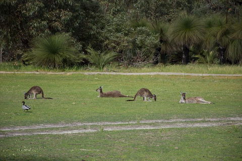 Yanchep & Lancelin - Wildlife, Cave And Sands - Hotel VIC 0