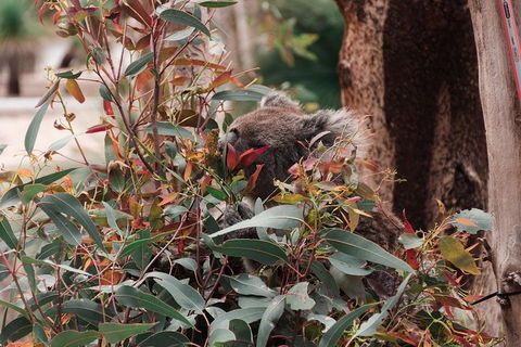 Yanchep & Lancelin - Wildlife, Cave And Sands - Hotel VIC 1