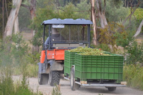 Yarra Valley Private Car Winery Tour And Chocolate.1-7 Passengers One Car Price - Hotel VIC 1