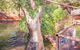 Malcolm Douglas Crocodile Park Tour Including Transportation - thumb 5