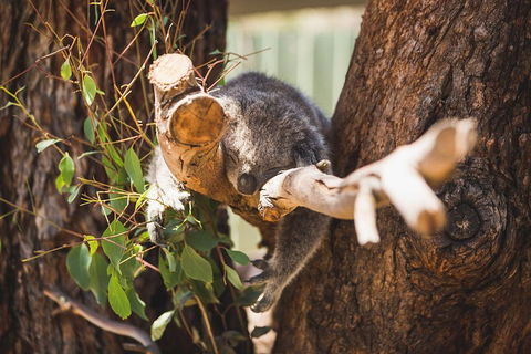 Phillip Island Medium Size Group Tour - Hotel VIC 1