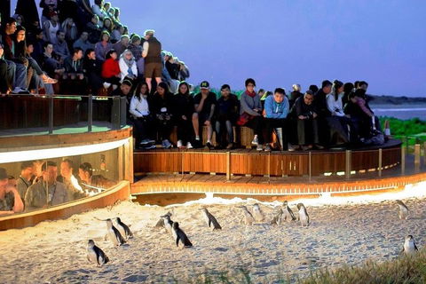 Phillip Island Medium Size Group Tour - Hotel VIC 3