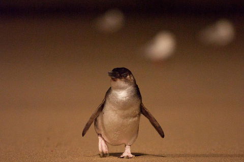 Phillip Island Medium Size Group Tour - Hotel VIC 4