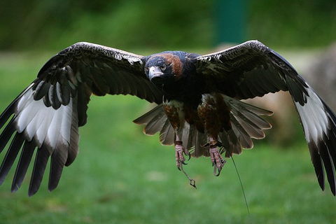 Yarra Valley Wildlife & Wine Day Tour From Melbourne With Healesville Sanctuary - Hotel VIC 1