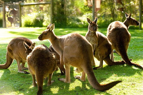 Yarra Valley Wildlife & Wine Day Tour From Melbourne With Healesville Sanctuary - Hotel VIC 4