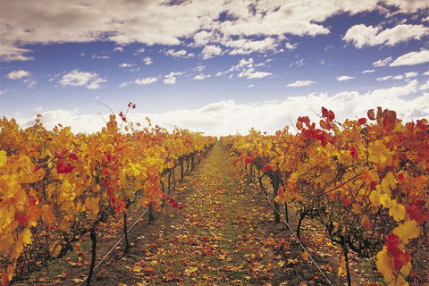 Yarra Valley Wildlife & Wine Day Tour From Melbourne With Healesville Sanctuary - Hotel VIC 5