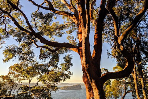 Manly & Sydney's Northern Beaches With 'Personalised Sydney Tours' - Hotel VIC 4