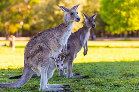 LGBT+ Friendly Full Day Phillip Island Private Tour - Hotel VIC 4