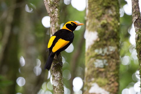 Lamington National Park, O'Reilly's & Vineyard Tour - Hotel VIC 4