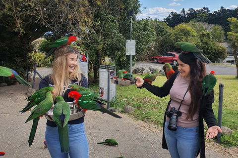 Lamington National Park, O'Reilly's & Vineyard Tour - Hotel VIC 5