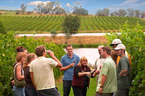 Yarra Valley Balloon Flight And Winery Tour - Hotel VIC 4