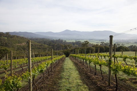 Yarra Valley 2-6 Guests Premium Food And Wine Inc Lunch At Dominique Portet - Hotel VIC 1