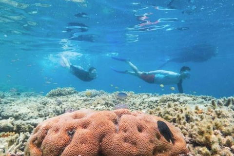 Great Barrier Reef Day Cruise To Reefworld - Hotel VIC 1