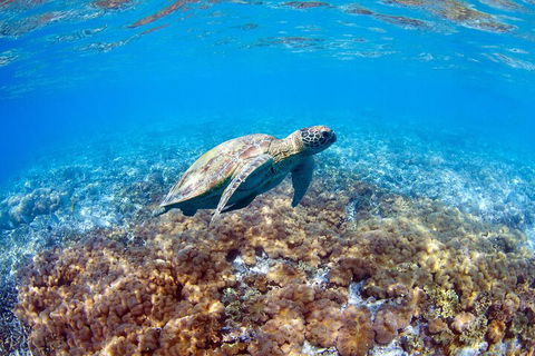 Great Barrier Reef Day Cruise To Reefworld - Hotel VIC 5