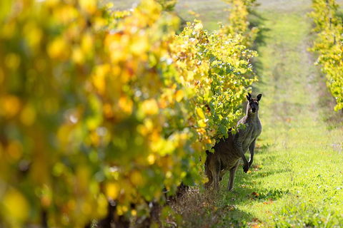 Margaret River 3 Day Escape - Hotel VIC 4