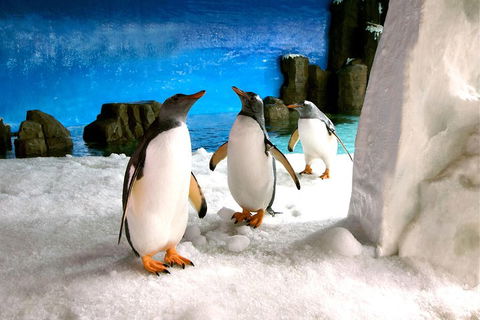 Penguin Passport At SEA LIFE Melbourne Aquarium - Hotel VIC 1