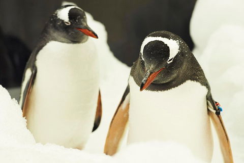 Penguin Passport At SEA LIFE Melbourne Aquarium - Hotel VIC 2