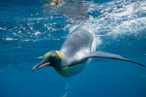 Penguin Passport At SEA LIFE Melbourne Aquarium - Hotel VIC 3