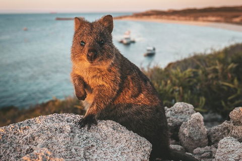 Rottnest Island Roundtrip Fast Ferry From Hillarys Boat Harbour - Hotel VIC 5