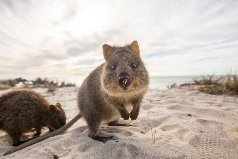 Rottnest Bayseeker Bus Tour From Hillarys Boat Harbour - Hotel VIC 1