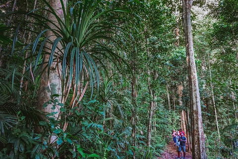 Atherton Tablelands Rain Forest By Night From Cairns - Hotel VIC 0