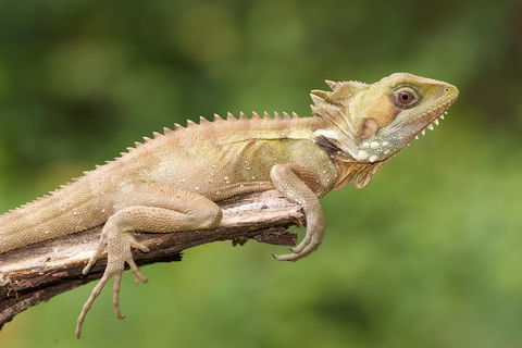 Atherton Tablelands Rain Forest By Night From Cairns - Hotel VIC 1