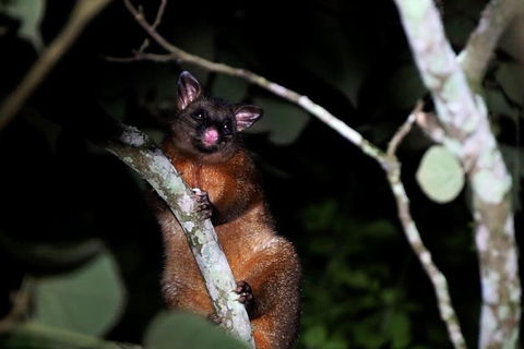 Atherton Tablelands Rain Forest By Night From Cairns - Hotel VIC 4