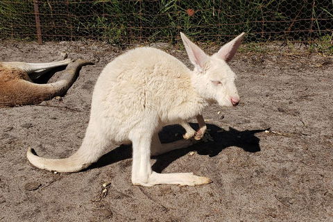 Very Best Of Perth Tour - Wildlife Park & City Highlights Tour - Hotel VIC 3