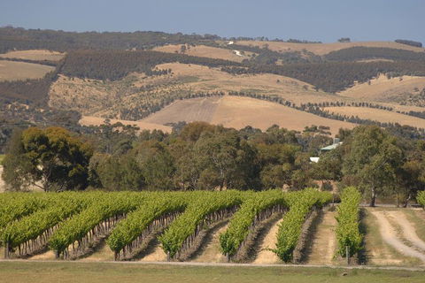 McLaren Vale And Glenelg Wine Tasting And Sightseeing (Half-day Afternoon) - Hotel VIC 2
