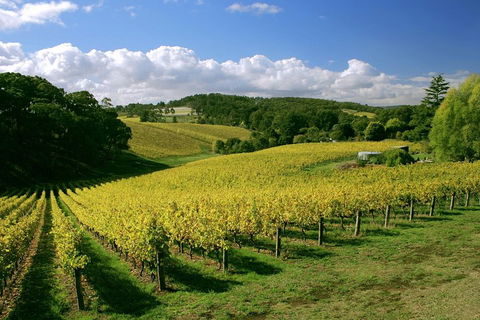 McLaren Vale And Glenelg Wine Tasting And Sightseeing (Half-day Afternoon) - Hotel VIC 4