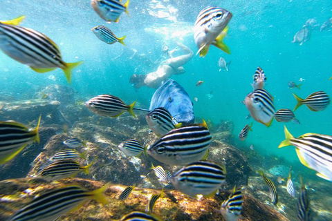 Manly Snorkel Trip And Nature Walk With Local Guide - Hotel VIC 2