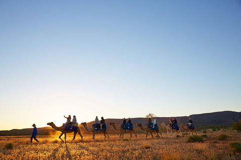 Alice Springs Camel Tour - Hotel VIC 1