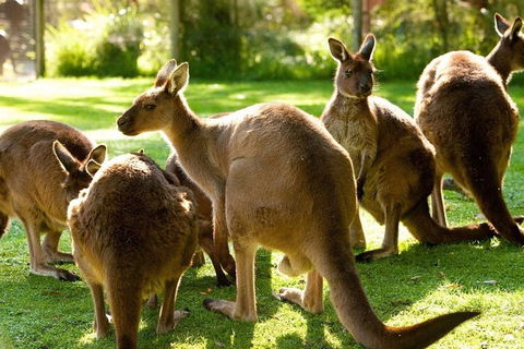 Melbourne City Card (3 Days): Visit Unlimited Attractions! - Hotel VIC 4