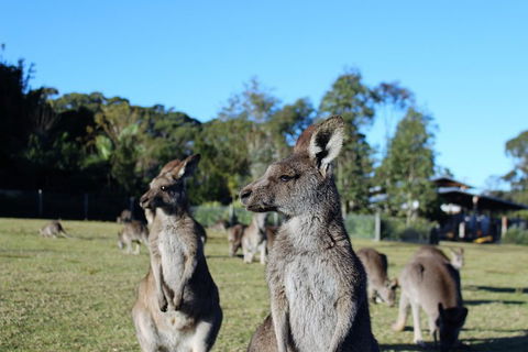 Royal National Park Tour - Hotel VIC 2