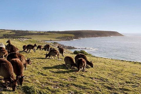 Kangaroo Island Personal Group Tours - Hotel VIC 0
