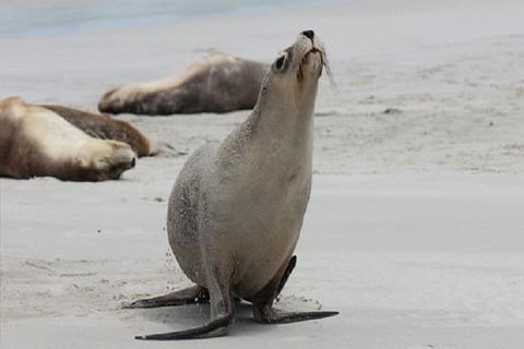 Kangaroo Island Personal Group Tours - Hotel VIC 4