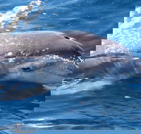 Jervis Bay Dolphin Watch Cruise - Hotel VIC