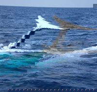 Whale Watching Jervis Bay - Hotel VIC