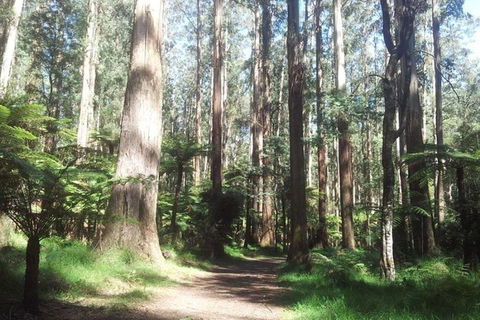 Discover Tour: Dandenong Ranges & William Ricketts Sanctuary - Hotel VIC 5