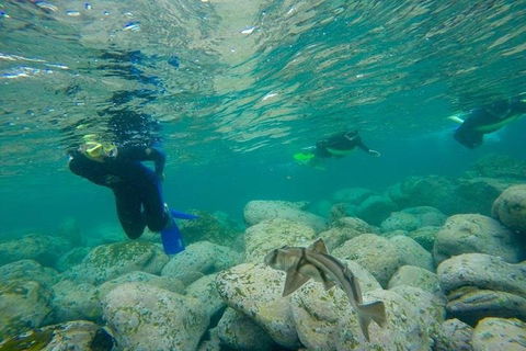 Manly And Shelly Beach Snorkeling Tour - Hotel VIC 1