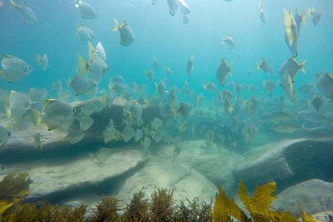Manly And Shelly Beach Snorkeling Tour - Hotel VIC 2
