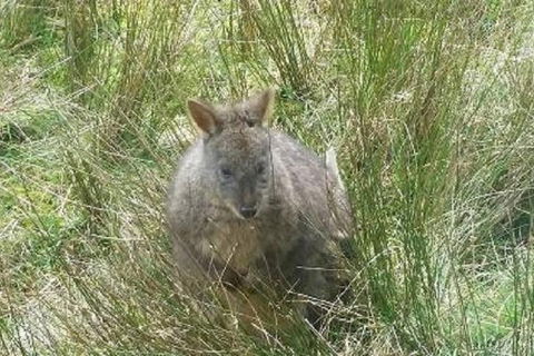 Leven Canyon Day Trip Including Wings Wildlife Park Or Gunns Plains Caves - Hotel VIC 3